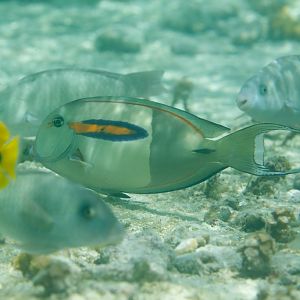 Orangeband Surgeonfish (Acanthurus olivaceus)