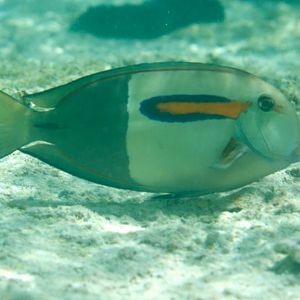 Orangeband Surgeonfish (Acanthurus olivaceus)