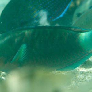 Parrotfish