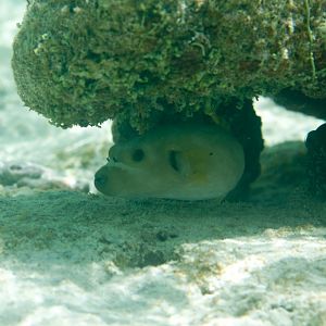 Blackspotted Puffer (Arothron nigropunctatus)