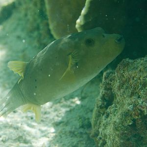 Blackspotted Puffer (Arothron nigropunctatus)