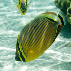 Redfin Butterflyfish (Chaetodon lunulatus)
