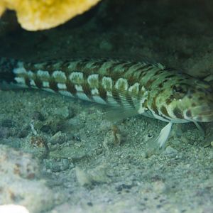 Spotted Sandperch (Parapercis millepunctata)