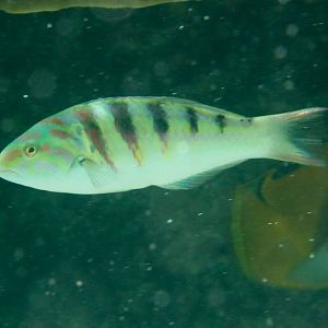 Sixbar Wrasse (Thalassoma hardwickei)