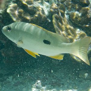 Onespot Snapper (Lutjanus monostigma)