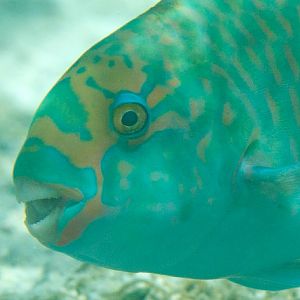 Tan-faced Parrotfish showing beak (Chlorurs frontalis)