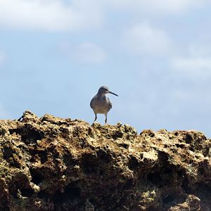 Wandering tattler (Heteroscelus incanus)