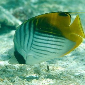 Threadfin Butterflyfish (Chaetodon auriga)