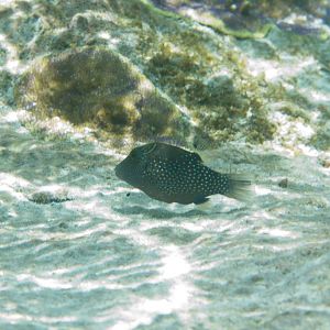 Ambon Toby (Canthigaster amboinensis)
