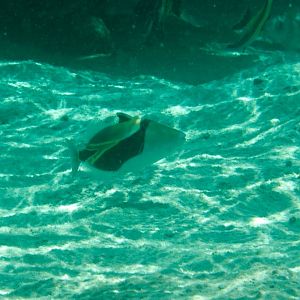 Wedge Triggerfish (Rhinecanthus rectangulus)