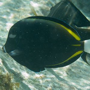 Whitecheek Surgeonfish (Acanthurus nigricans)