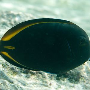 Hybrid Surgeonfish (Acanthurus achilles x A.nigricans)