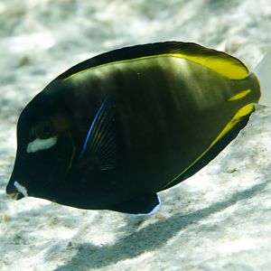Whitecheek Surgeonfish (Acanthurus nigricans)