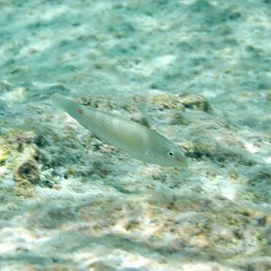 Threespot Wrasse juvenile (Halichoeres trimaculatus)