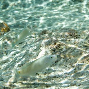 Threespot Wrasse juveniles (Halichoeres trimaculatus)