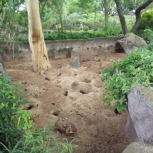 Meerkat Exhibit