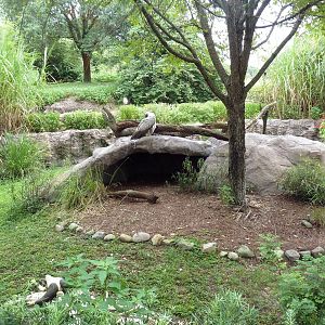 African White-Backed Vulture Exhibit