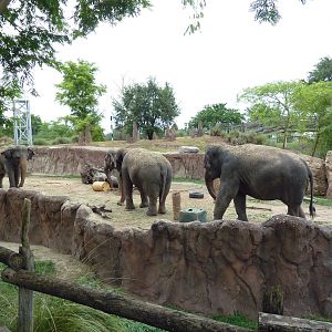Asian Elephant Exhibit