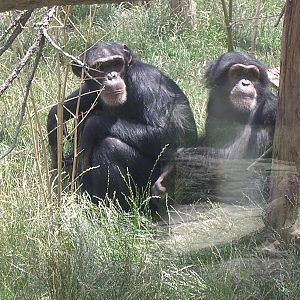 Chimpanzees outside