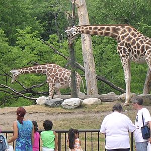 Giraffes in African Journey
