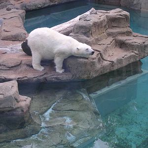 Polar bear