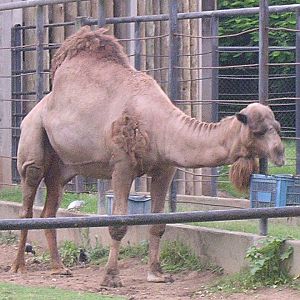 Dromedary camel