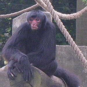 Spider monkey