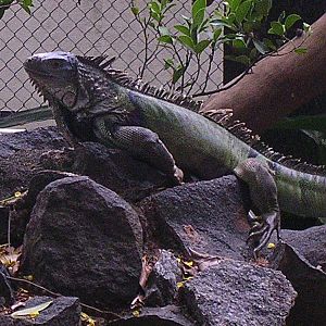 Iguana