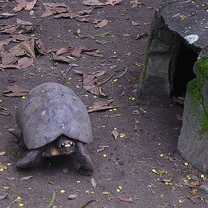 Tortoise