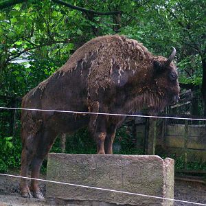 European bison