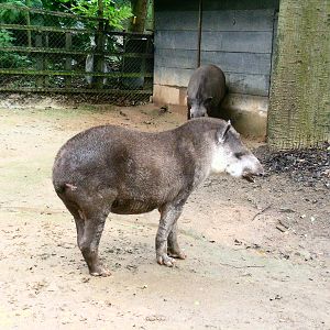 Tapirs