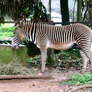 Grevy's zebra