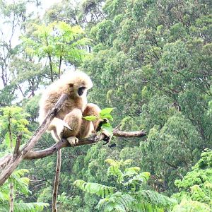 Gibbon