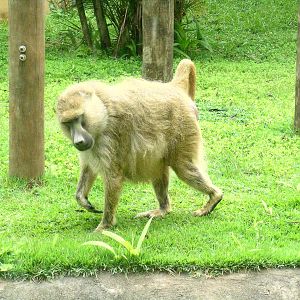 Large baboon