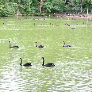 Black swans