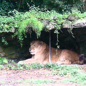 Lion resting