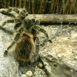Tarantula