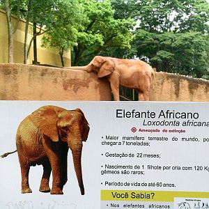 African elephant sign and elephant