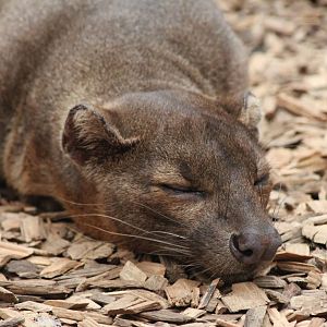 Sleeping Fossa