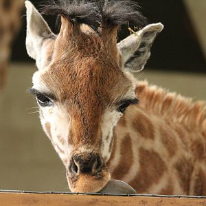 Rothschild Giraffe calf