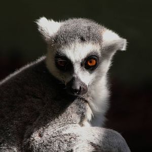 Ring Tailed Lemur