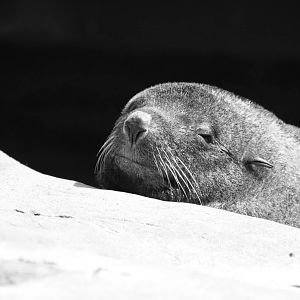South American Fur Seal
