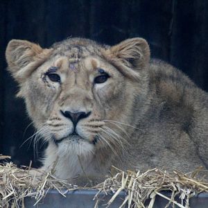 Asiatic Lion, Kalyana