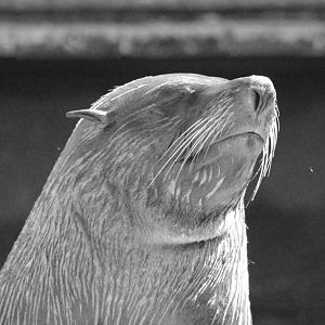 South American Fur Seal