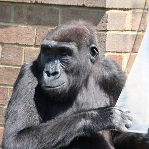 Lowland Gorilla