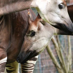 Okapi together