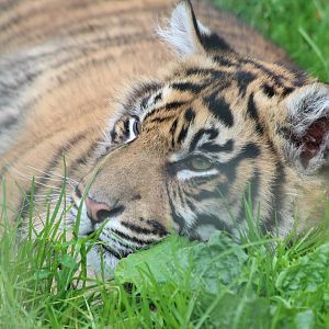 Sumatran Tiger cub