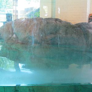 Indoor Harbor Seal Exhibit