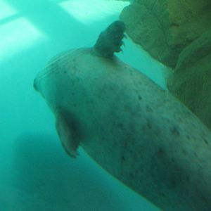 Harbor Seal