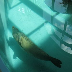 Harbor Seal Swimming
